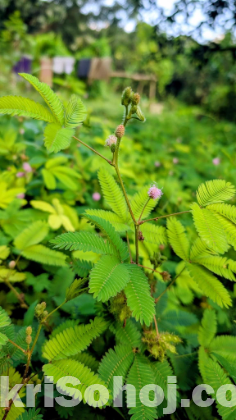লজ্জাবতী